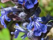 Bugle rampante (Ajuga reptans)