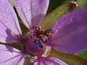 Erodium feuilles cigüe (Erodium cicutarium)