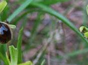 Ophrys litigieux (Ophrys virescens, araneola)
