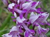 Orchis militaire (Orchis militaris)