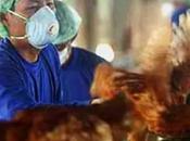 GRIPPE AVIAIRE H5N8, prochaine menace virale