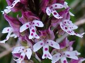 Orchis brûlé (Neotinea ustulata)