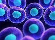 OBÉSITÉ CANCER L’inflammation, lien physiopathologique critique