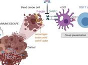 #Cell #cancer #immunité #gelsoline #DNGR-1La gelsoline sécrétée inhibe présentation croisée dépendante DNGR-1 l'immunité contre cancer