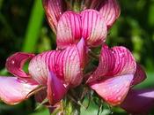 Sainfoin (Onobrychis viciifolia)