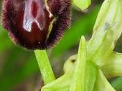 Ophrys grande araignée (Ophrys aranifera)