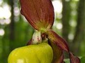 Sabot Vénus (Cypripedium calceolus)