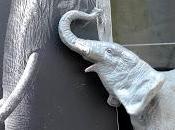 crépuscule éléphants Guillaume Ramezi