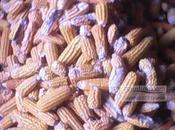 Cameroun Marchés prix Maïs gonflé