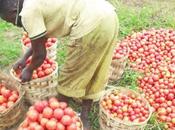 Cameroun spectaculaire montée prix Tomate