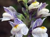 Linaire striée (Linaria repens)