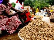 Cameroun Arachides bouillies graines sauvent pauvreté