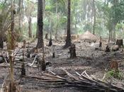 Cameroun experts pour protection nature autour bassin Congo Douala