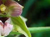 Épipactis helleborine (Epipactis helleborine)