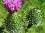 Cirse commun (Cirsium vulgare)