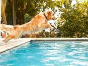 Comment empêcher chien d’aller dans piscine