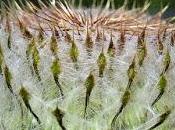 Cirse laineux (Cirsium eriophorum)