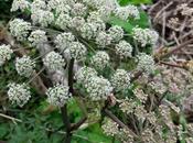 Angélique sauvage (Angelica sylvestris)