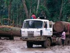 Arnaques Congo Greenpeace dénonce l’évasion fiscale orchestrée compagnies forestières européennes