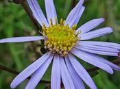 Aster amelle (Aster amellus)