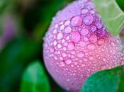 Pommes après pluie… #Fujinon80mm