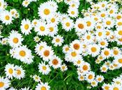 Deux présentations différentes même photo…