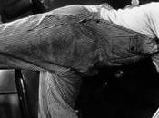 selon Charlie Chaplin