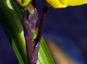 Utriculaire négligée (Utricularia australis)