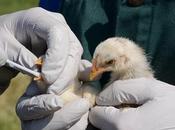 France: grippe aviaire