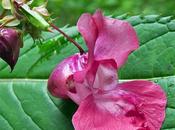 Balsamine l'Himalaya (Impatiens glandulifera)