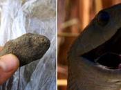 Cameroun aspirateur venins scientifiques n’approuvent Pierre noire