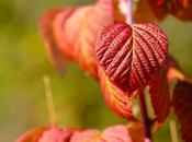 feuilles colorées…