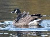 L’outarde solitaire Boisé Pointe St-Gilles…