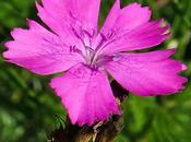 Œillet chartreux (Dianthus carthusianorum)