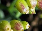 Criste marine (Crithmum maritimum)