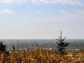 Trois versions photos d’une petite épinette, horizons différents HDR…