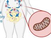 #trendsinendocrinologyandmetabolism #coupdeprojecteur #vésiculesextracellulaires #adipocytes #stressmitochondrial vésicules extracellulaires adipocytaires sauveurs stress mitochondrial cardiaque