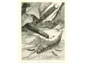 (Feuilleton), Animal Ping, Cécile Riou Benoît Richter/6