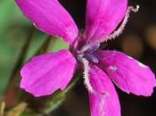 Œillet velu (Dianthus armeria)