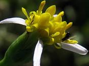 Aster maritime (Tripolium pannonicum)