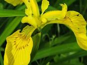 Iris faux acore (Iris pseudacorus)