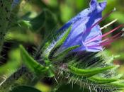 Vipérine (Echium vulgare)