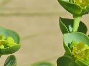 Euphorbe dunes (Euphorbia paralias)