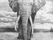 sagesse supérieure l’éléphant