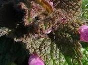 Lamier pourpre (Lamium purpureum)