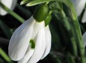 Perce-neige (Galanthus nivalis)