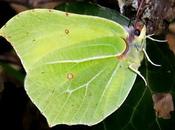 Citron (Gonepteryx rhamni)