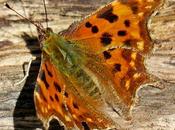 Robert diable (Polygonia c-album)