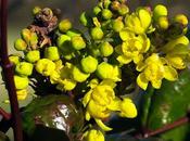 Mahonia faux-Houx (Berberis aquifolium)