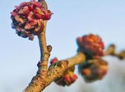 Orme champêtre (Ulmus minor)